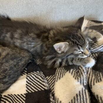 Penny -  Domestic Long Hair Cat for Adoption in Springfield, Oregon - Penny | PetCurious