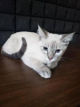 Luna -  Siamese Cat for Adoption in Parlier, California - Luna | PetCurious