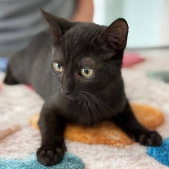 Quesadilla -  Domestic Short Hair Cat for Adoption in South Burlington, Vermont - Quesadilla | PetCurious