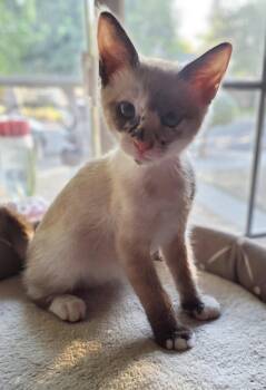 Domestic Short Hair and Siamese Cats Available for Adoption in Campbell, California - Sally | PetCurious