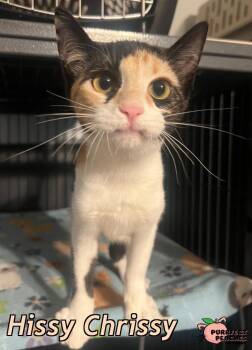 Hissy Chrissy -  Domestic Short Hair Cat for Adoption in Douglasville, Georgia - Hissy Chrissy | PetCurious