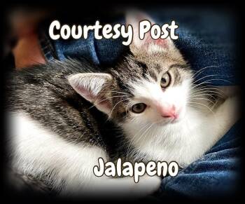 Jalapeno -  Tabby Cat for Adoption in Silver Spring, Maryland - Jalapeno | PetCurious