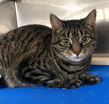 Domestic Short Hair Cats Available for Adoption in Floyd, Virginia - Fiona | PetCurious