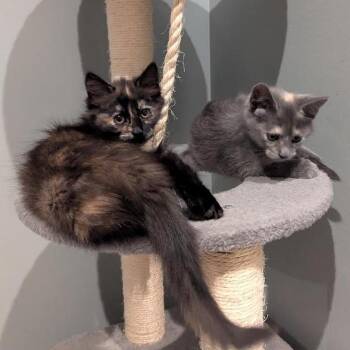 Domestic Medium Hair Cats Available for Adoption in South Elgin, Illinois - Caramel | PetCurious