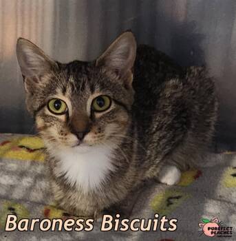 Baroness Biscuits -  Domestic Short Hair Cat for Adoption in Douglasville, Georgia - Baroness Biscuits | PetCurious