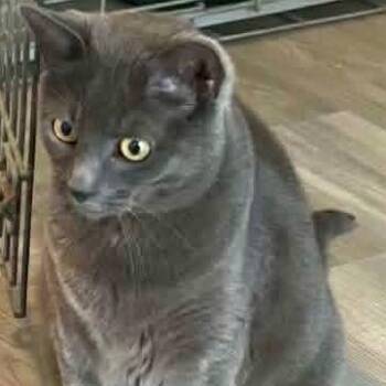 Shayna -  Russian Blue Cat for Adoption in Stanhope, New Jersey - Shayna | PetCurious