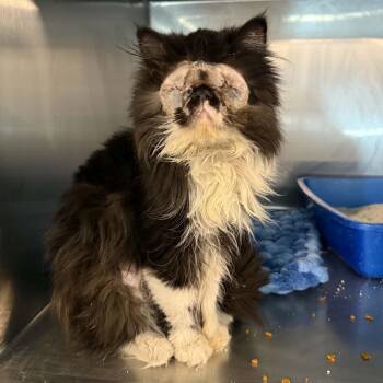 Persian and Domestic Long Hair Cats Available for Adoption in Antioch, California - Priska | PetCurious