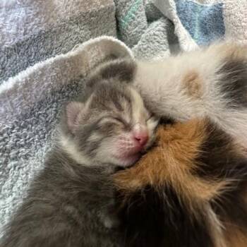 Langley -  Domestic Short Hair Cat for Adoption in Indianapolis, Indiana - Langley | PetCurious