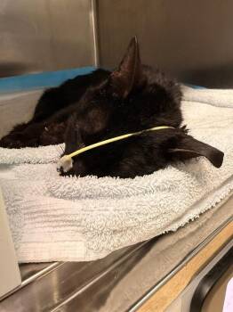 Iggy -  Domestic Short Hair Cat for Adoption in Cincinnati, Ohio - Iggy | PetCurious