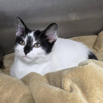 Dixie -  Domestic Short Hair Cat for Adoption in Fort Wayne, Indiana - Dixie | PetCurious