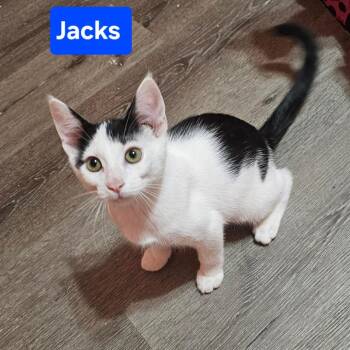 Jacks -  Domestic Short Hair Cat for Adoption in Dekalb, Illinois - Jacks | PetCurious