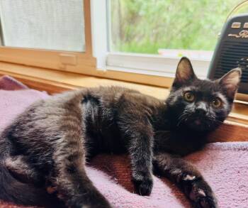 Miss Nyx -  Domestic Short Hair Cat for Adoption in Wasilla, Alaska - Miss Nyx | PetCurious