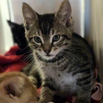 Brucker -  Domestic Short Hair Cat for Adoption in Oakland, California - Brucker | PetCurious
