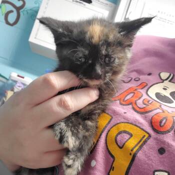Domestic Short Hair Cats Available for Adoption in Jefferson City, Tennessee - Kit-Kat | PetCurious