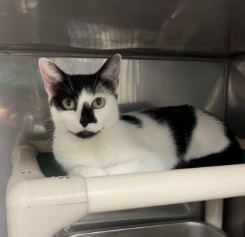 Hickory -  Domestic Short Hair Cat for Adoption in Montville, New Jersey - Hickory | PetCurious