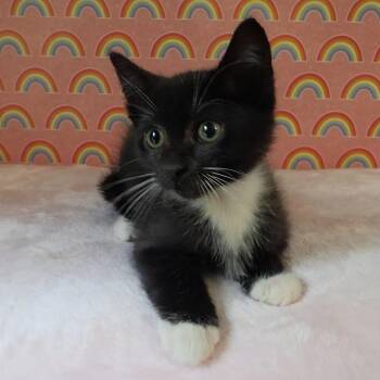 Alsedo -  Domestic Short Hair Cat for Adoption in Fredericksburg, Virginia - Alsedo | PetCurious