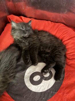 Domestic Medium Hair Cats Available for Adoption in Virginia, Minnesota - Camry | PetCurious