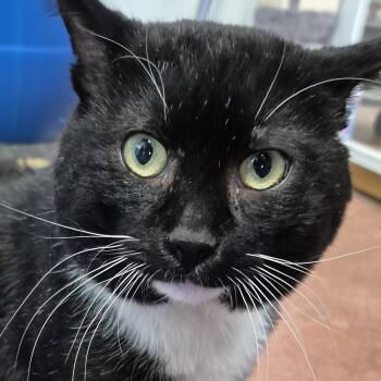 Domestic Short Hair Cats Available for Adoption - Milan | PetCurious