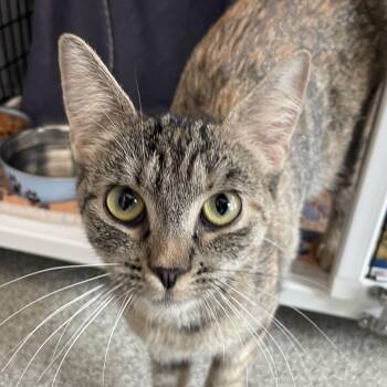 Domestic Short Hair Cats Available for Adoption in Chicago, Illinois - Jonadel | PetCurious