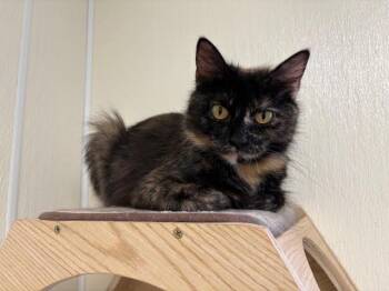 Rescue Tortoiseshell Cats for Adoption in Centralia, Illinois - Honey | PetCurious