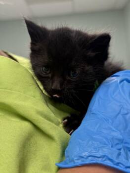 HORACIO -  Domestic Short Hair Cat for Adoption in Loveland, Colorado - HORACIO | PetCurious