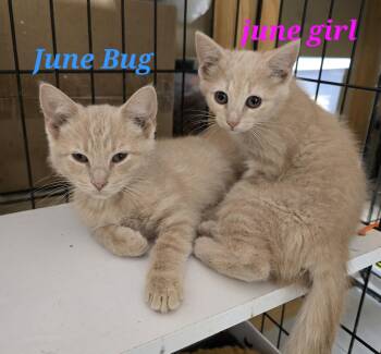 June Girl & June Boy -  American Shorthair Cat for Adoption in Buena Vista, Virginia - June Girl & June Boy | PetCurious