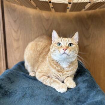 Coral -  Manx and Domestic Short Hair Cat for Adoption in Fargo, North Dakota - Coral | PetCurious