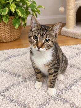 Snap -  Domestic Short Hair Cat for Adoption in Paducah, Kentucky - Snap | PetCurious