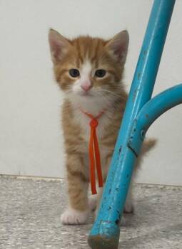 Dorito -  Domestic Short Hair Cat for Adoption in Viroqua, Wisconsin - Dorito | PetCurious