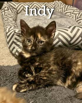 Domestic Short Hair Cats Available for Adoption in Dallas, Texas - Indy | PetCurious
