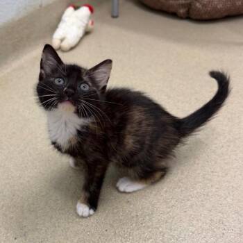 Baby Bella -  Domestic Short Hair Cat Available for Adoption in Marshall, Virginia - Baby Bella | PetCurious