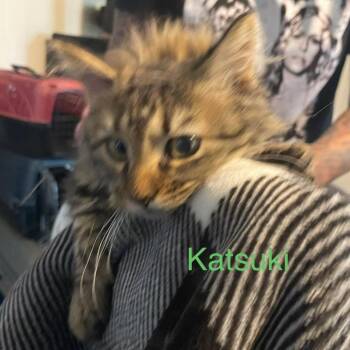 Katsuki -  Domestic Medium Hair Cat for Adoption in Greenfield, Indiana - Katsuki | PetCurious