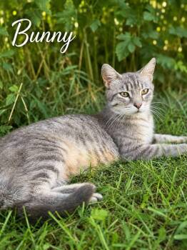 Bunny -  Tabby Cat for Adoption in Decorah, Iowa - Bunny | PetCurious