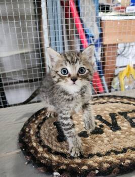 Maine Coon Cats Available for Adoption in Villa Park, California - Koko | PetCurious