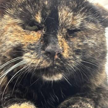 Marcey -  Domestic Short Hair and Mixed Breed Cat for Adoption in Philadelphia, Pennsylvania - Marcey | PetCurious
