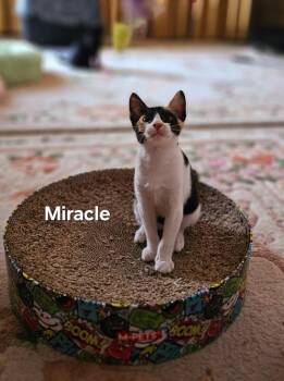 Domestic Short Hair Cats Available for Adoption in Lunenburg, Massachusetts - Miracle | PetCurious