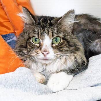 Domestic Medium Hair Cats Available for Adoption in South Elgin, Illinois - Jasper | PetCurious