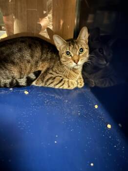 Calamity -  Domestic Short Hair Cat for Adoption in Little Elm, Texas - Calamity | PetCurious