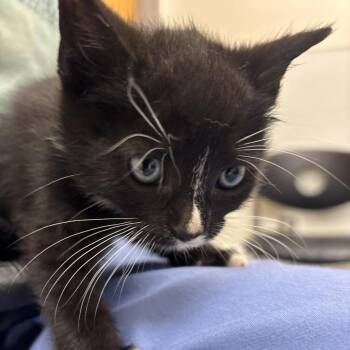 Domestic Short Hair Cats Available for Adoption in Philadelphia, Pennsylvania - Binky | PetCurious