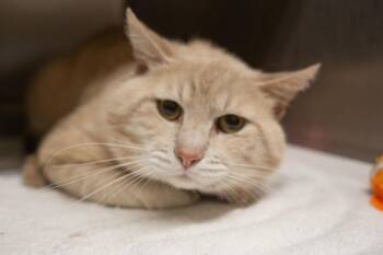 Domestic Short Hair and Tabby Cats Available for Adoption in Mountain Home, Arkansas - Kolby | PetCurious