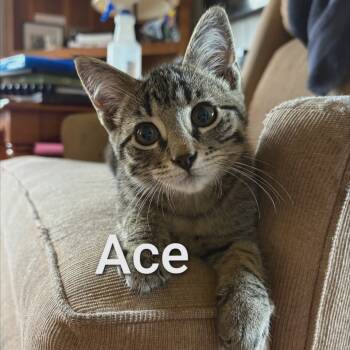 Rescue Domestic Short Hair Cats for Adoption in Chanute, Kansas - Ace | PetCurious