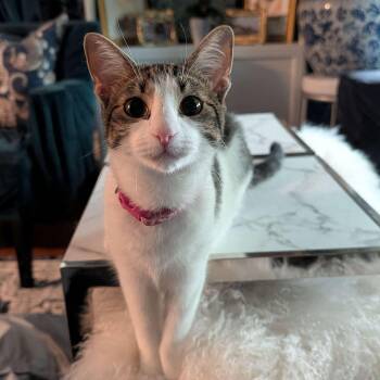 Lily -  Domestic Short Hair Cat for Adoption in Weehawken Township, New Jersey - Lily | PetCurious