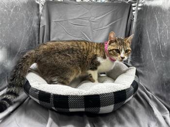 SIFF -  Domestic Short Hair Cat for Adoption in Grovetown, Georgia - SIFF | PetCurious