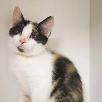 Firefly -  Domestic Short Hair Cat for Adoption in Verona, Wisconsin - Firefly | PetCurious