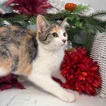 Sunny Dragonet 56341 -  Domestic Short Hair Cat for Adoption in Eaton Rapids, Michigan - Sunny Dragonet 56341 | PetCurious