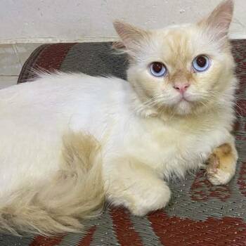 Hunter -  Ragdoll and Himalayan Cat for Adoption in Brampton, Ontario - Hunter | PetCurious