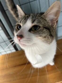 Domestic Short Hair Cats Available for Adoption in Bryan, Ohio - Thyme | PetCurious