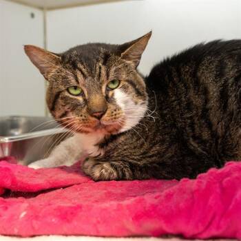 NELO -  Domestic Short Hair Cat Available for Adoption in Methuen, Massachusetts - NELO | PetCurious