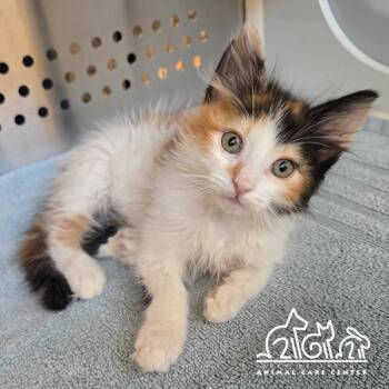 SPICE -  Domestic Medium Hair Cat for Adoption in Irvine, California - SPICE | PetCurious