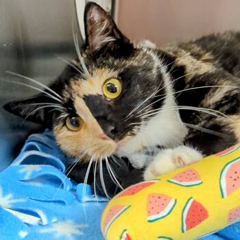 Rescue Domestic Short Hair Cats for Adoption in West Jefferson, Ohio - Lilith | PetCurious